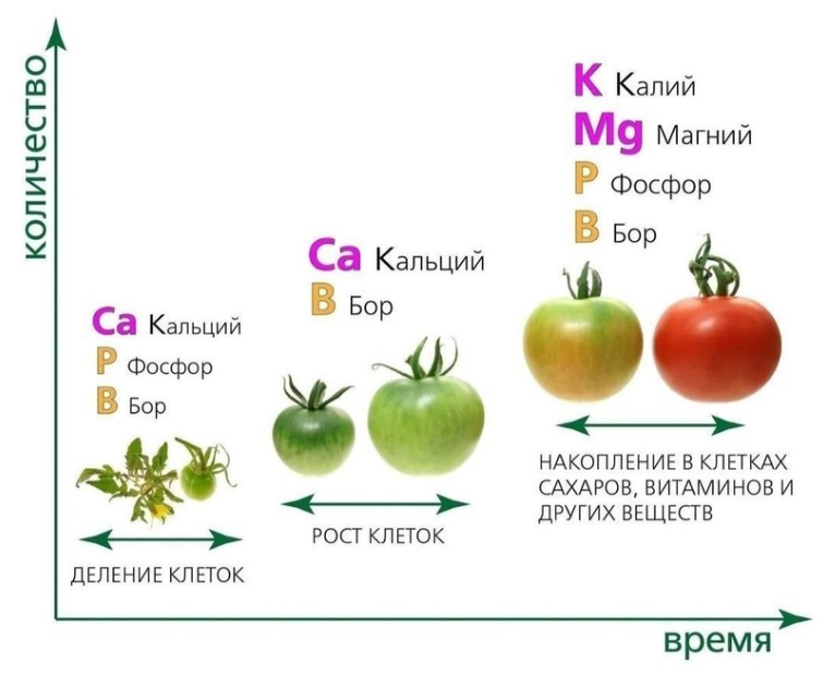 Приветствую, друзья! Как? В июле подкармливать томаты? - возмущаются некоторые садоводы. - Уже плоды завязались, растения выросли - зачем?