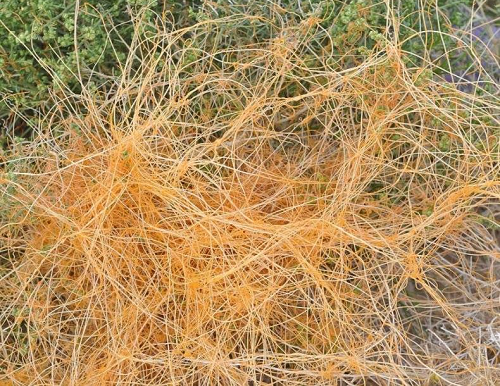    Фото: пресс-служба Южного межрегионального управления Россельхознадзора