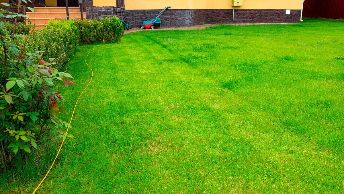 Садово-парковый газон на участке загородного дома. Источник: shutterstock.com