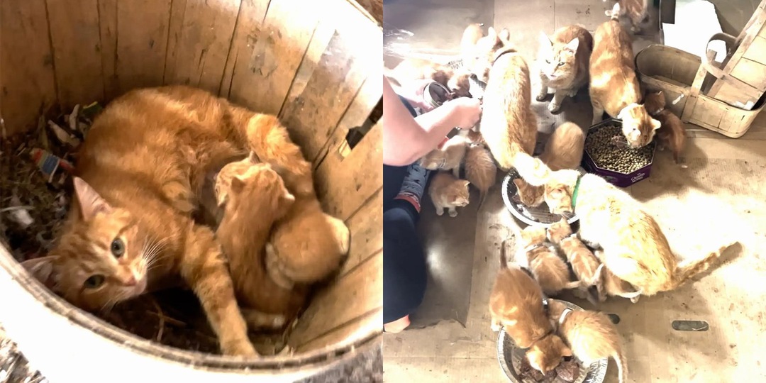 Семья купила ферму и случайно стала хозяевами 22 котят