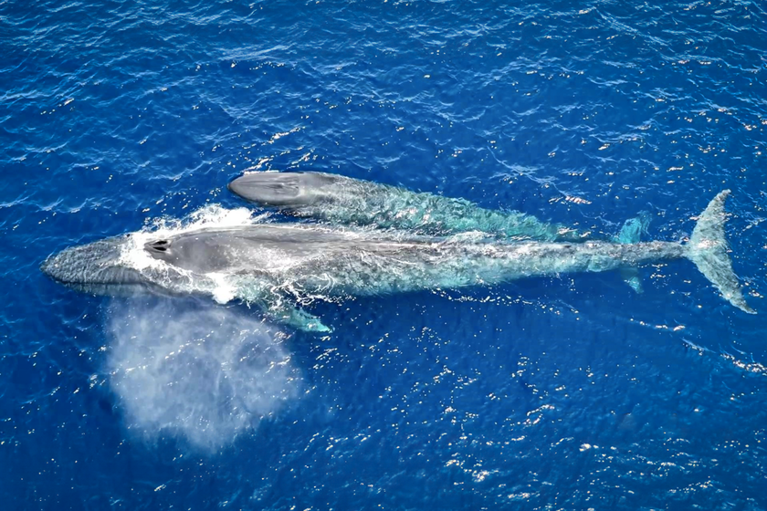 В сети появилось несколько уникальных видео с карликовыми синими китами, в том числе первые в истории кадры кормления кита-малыша.
