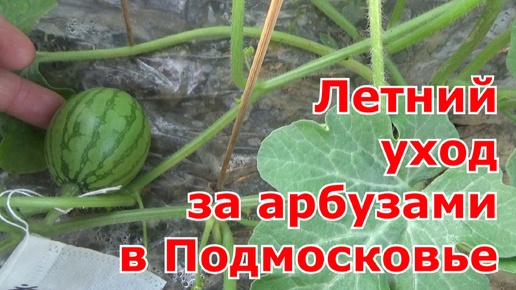 Уход за арбузами в начале июля в открытом грунте в Подмосковье - подкормки, опыление, подвязка и т.д