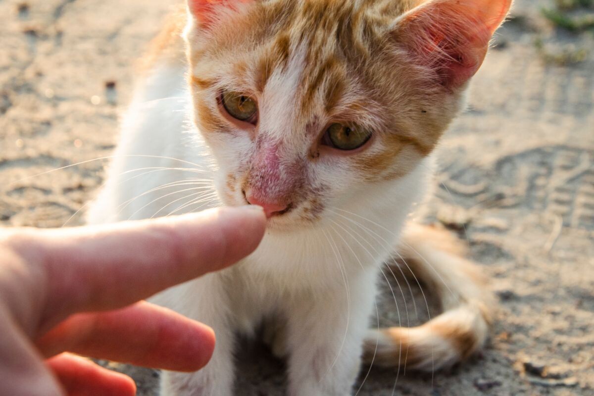 Котейка нюхает палец 