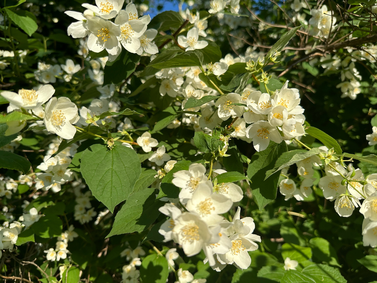 Для получения 1 капли натурального эфирного масла жасмина потребуется переработать более 350 цветков
