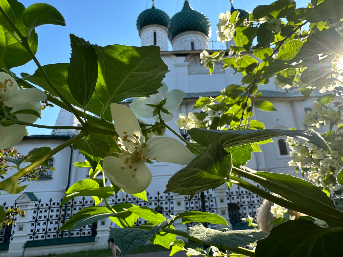 Жасмин родился в Персии около  1000 лет до нашей эры