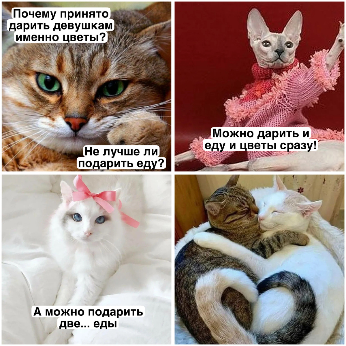 30+ забавных котиков. Большая подборка смешных картинок #9 | Студия П | Дзен