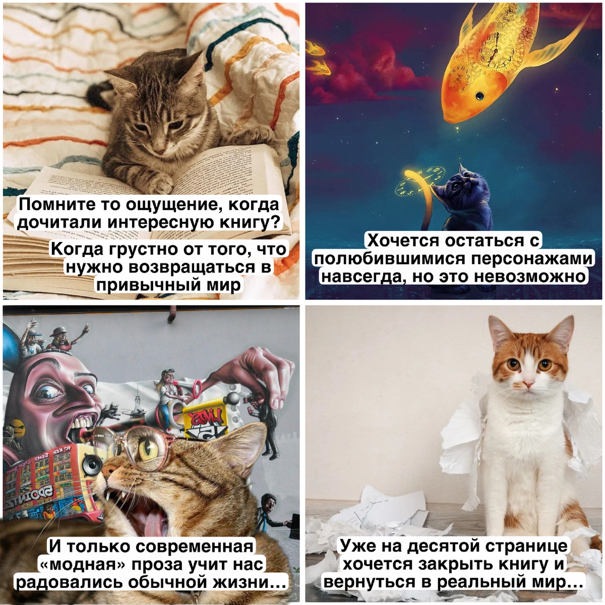 30+ забавных котиков. Большая подборка смешных картинок #9 | Студия П | Дзен