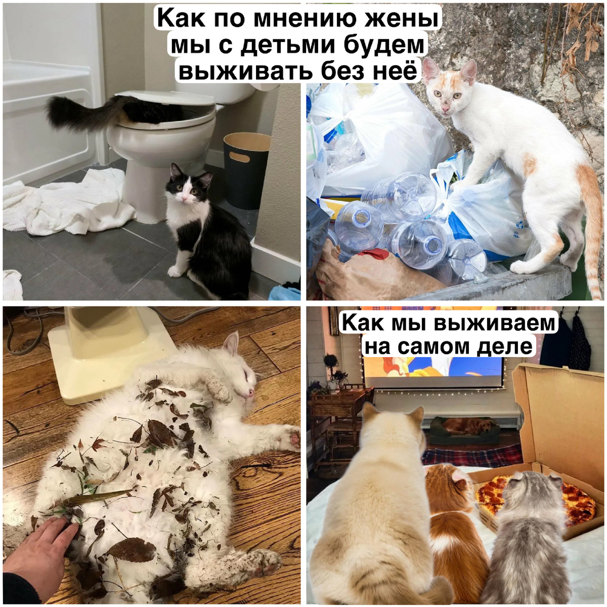 30+ забавных котиков. Большая подборка смешных картинок #9 | Студия П | Дзен