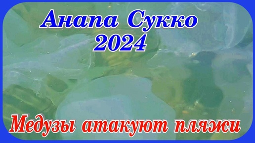 Анапа 2024 в море невероятно большое количество медуз