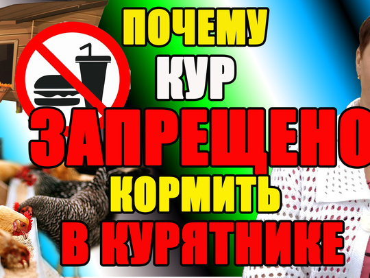 «Самая полезная курица — это счастливая курица»: как правильно выбрать и готовить птицу - shkol26.ru