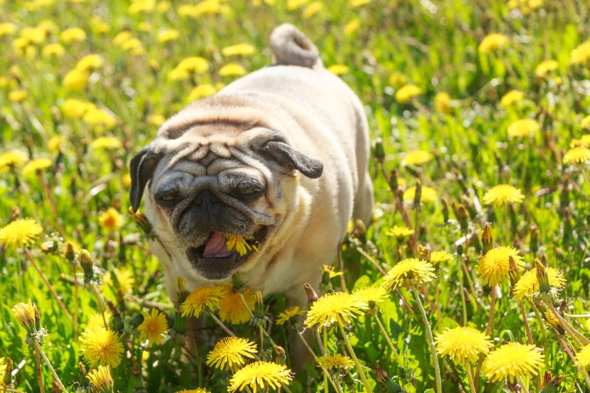 Собака ест одуванчики