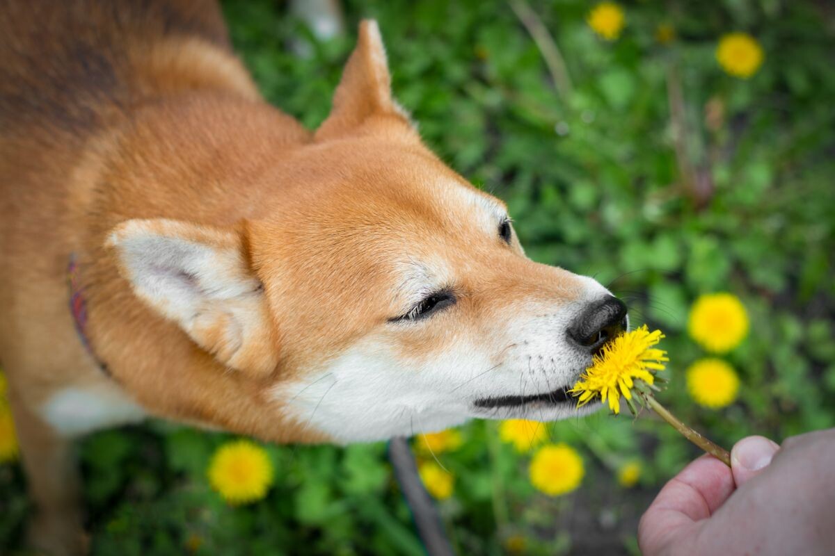 Собака нюхает одуванчик 