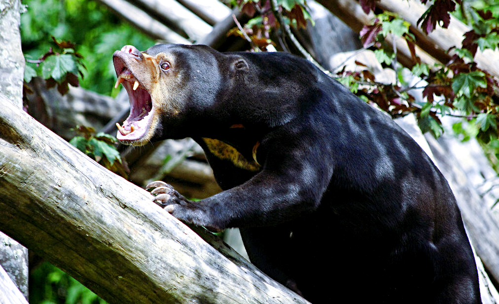 Лат. Helarctos malayanus, фото: curious-world.ru