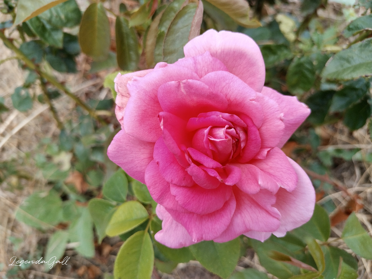 Куст в огороде расцвел