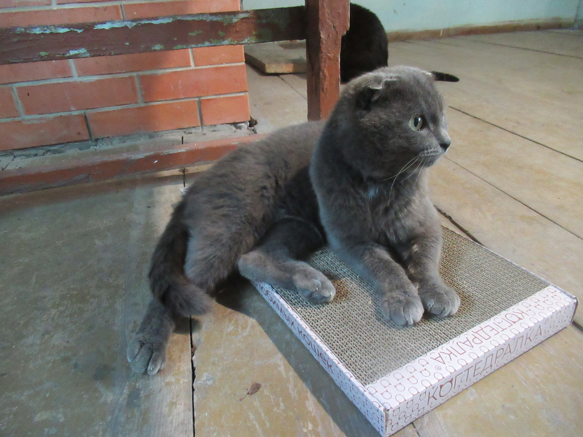 Любит когте точку