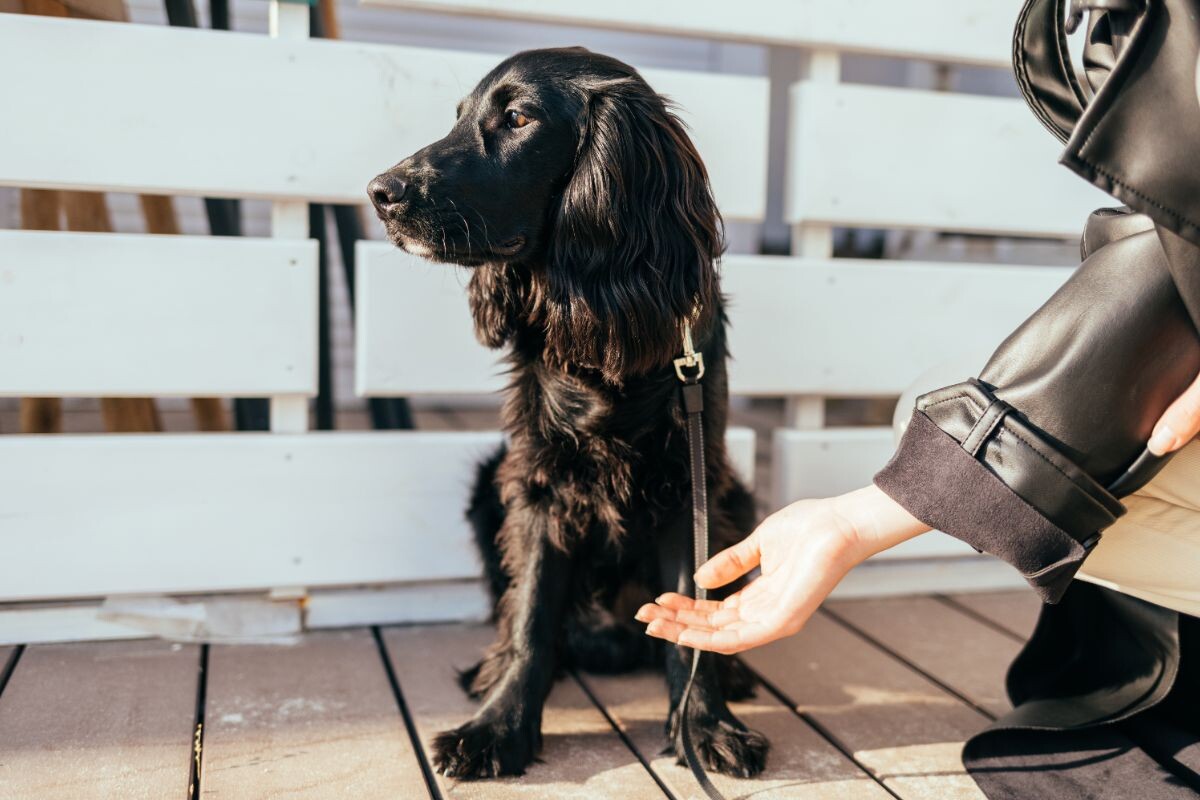 Собака игнорирует команду 