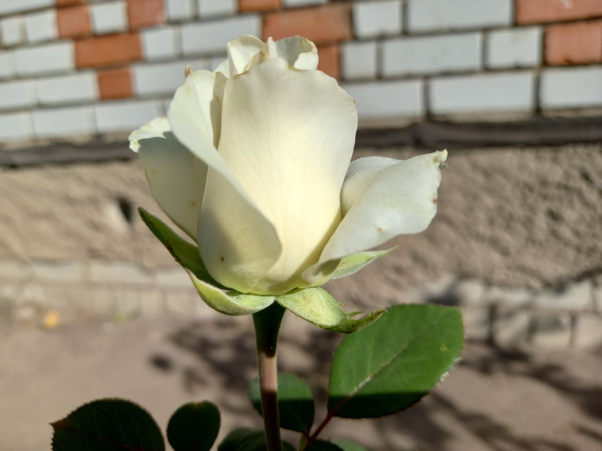 Одинокая белая роза. Фото сегодняшнего дня.