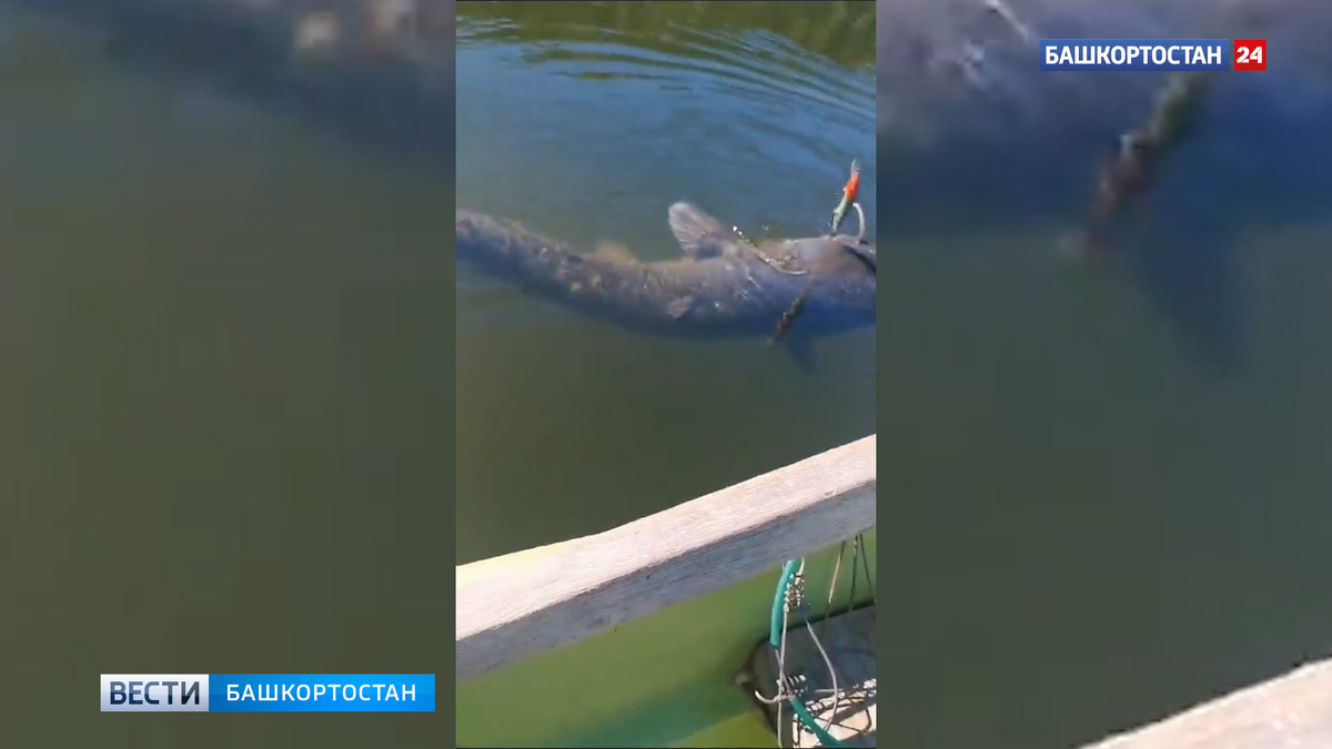    «Не представляю, сколько он весит»: в Башкирии рыбак снял на видео огромного сома