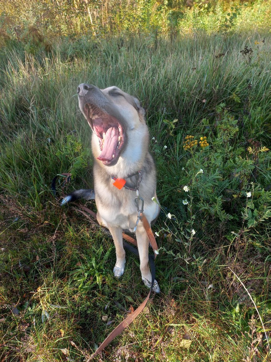 Это Брамс. Крут и слегка невменяем.