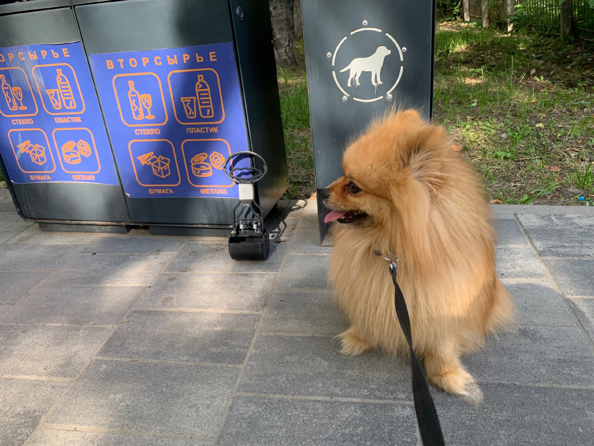 Лукас – культурная собака: не выходит на прогулку без щипцов для уборки отходов