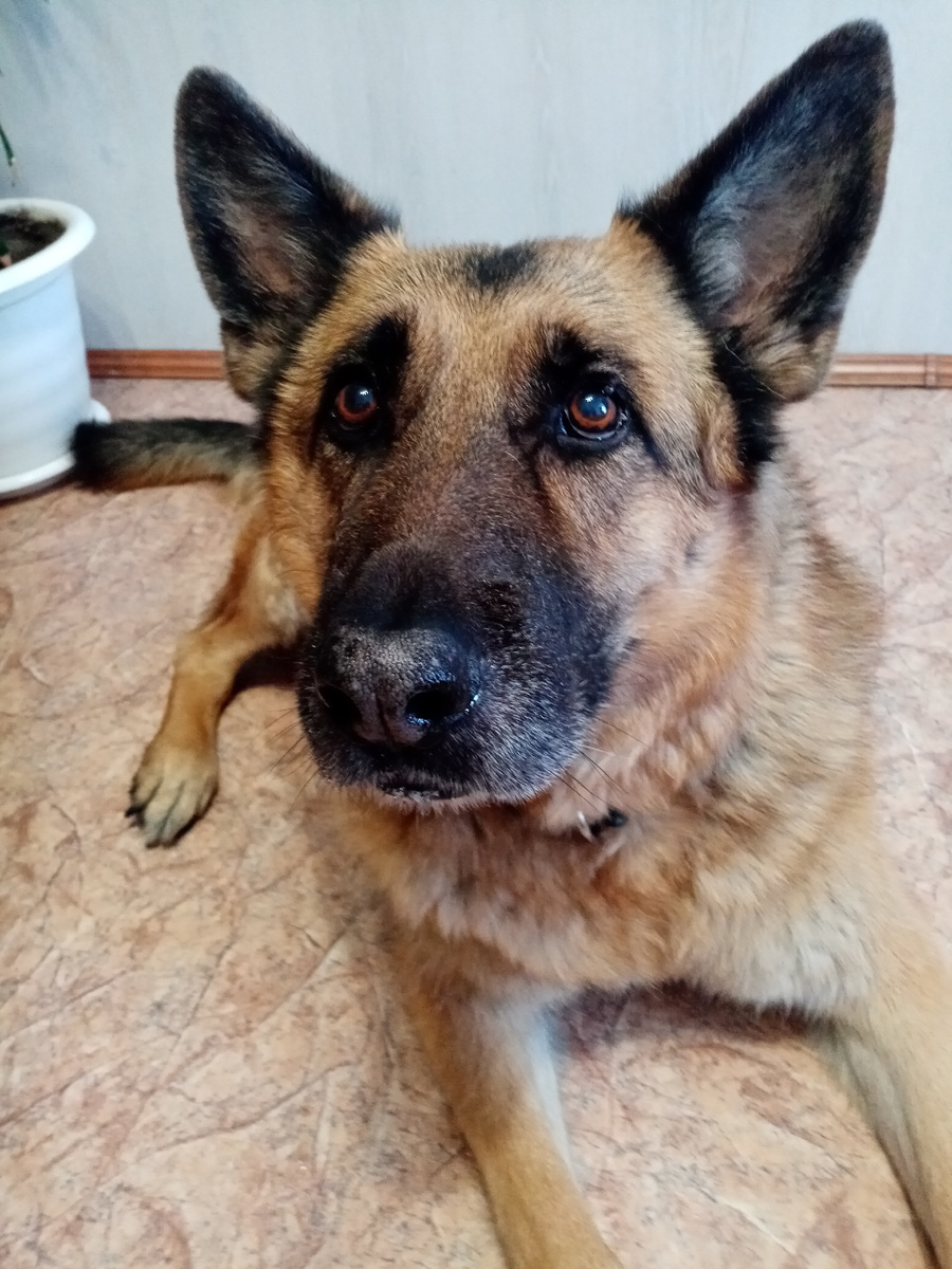 Бывший подбиратель Атос