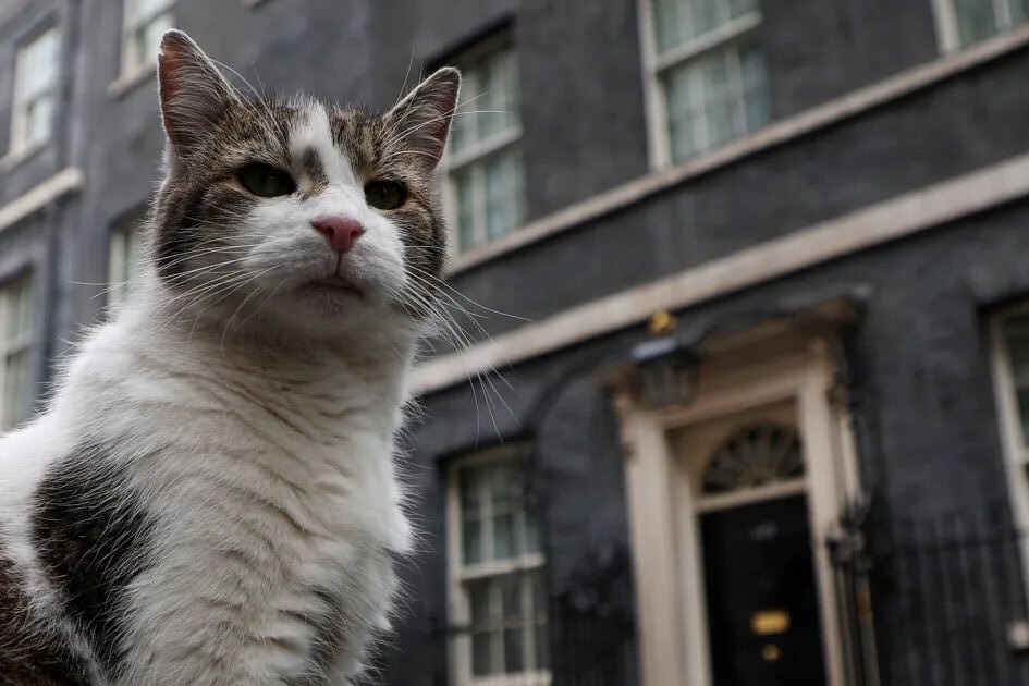     Кот с Даунинг-стрит оставил подарок в ботинке премьера Великобритании на прощанье