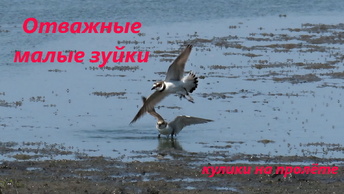 Зуёк малый. Отважные кулички, стайка из 6 птиц на пролёте, северо-запад Ростовской области, 05.07.24