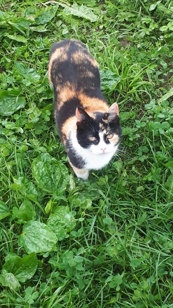 Бездомные животные, голодные и больные, приходили к доброй женщине, и оставить их без помощи она просто не могла.