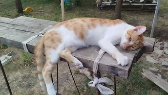 5 июля наш котодвор. ☀️🥵🐱🐱🐱🐱🐱🐱🐱🐱🐱🐱