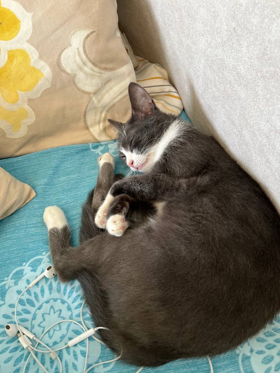 Кошечка Тяпа у себя дома. Фотография сделана хозяйками кошечки