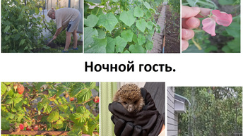 Ночной гость.