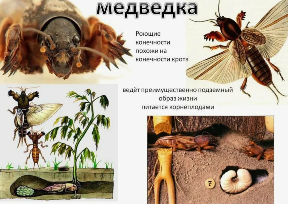 Медведка поедает корни