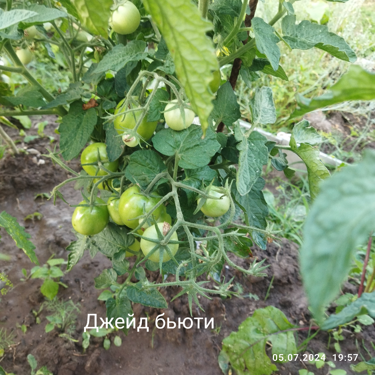 Регион выращивания Иваново. Показываю фото кустов томатов-гномов и в защиту этого проекта - не спешите от них отказываться! И показать как за неделю сработала Азофоска 😱  Всем 😍 - здравствуйте!