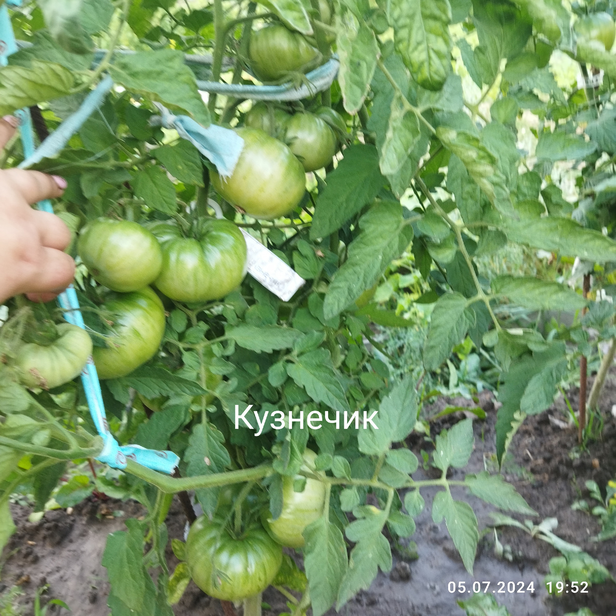 Регион выращивания Иваново. Показываю фото кустов томатов-гномов и в защиту этого проекта - не спешите от них отказываться! И показать как за неделю сработала Азофоска 😱  Всем 😍 - здравствуйте!-2