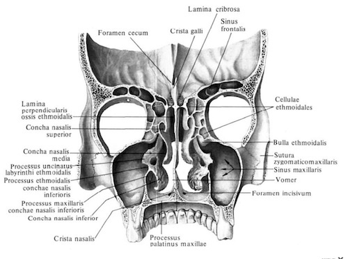 Верхняя стенка полости носа латынь