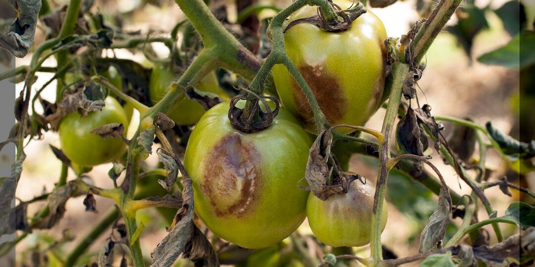Как защитить томаты от фитофторы: экзотические и традиционные способы защиты томатов от фитофтороза