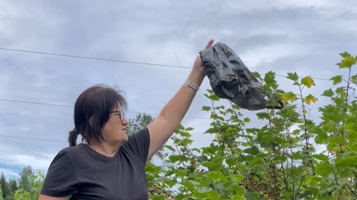 Собрала целое ведерко красной смородины с одного куста🍇#огород#дача#огородныедела