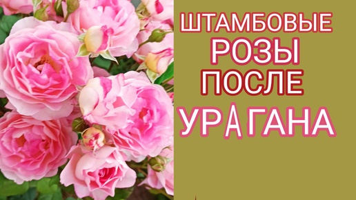 Штамбовые розы после урогана