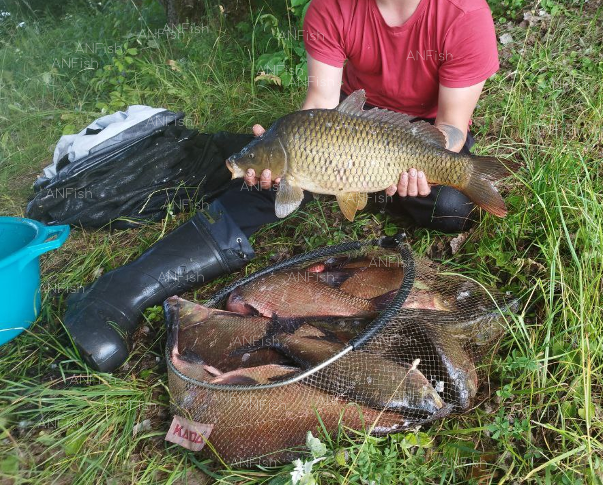 Ловля с использованием крупной фракции в виде пшена, и резанного опарыша - на диком водоеме