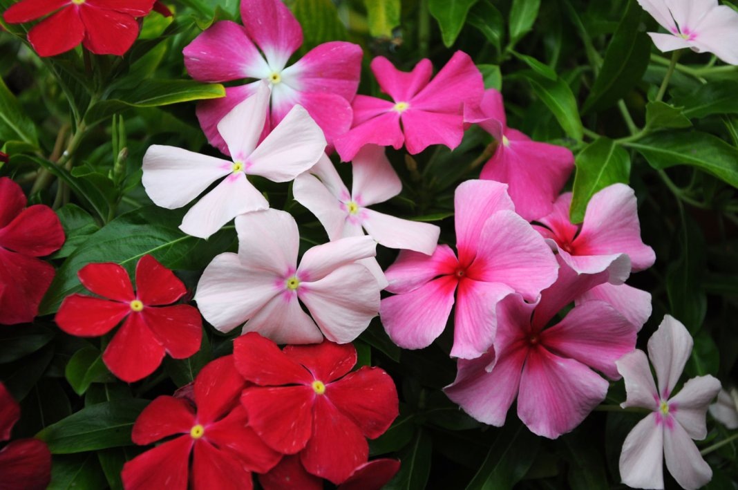 Catharanthus roseus