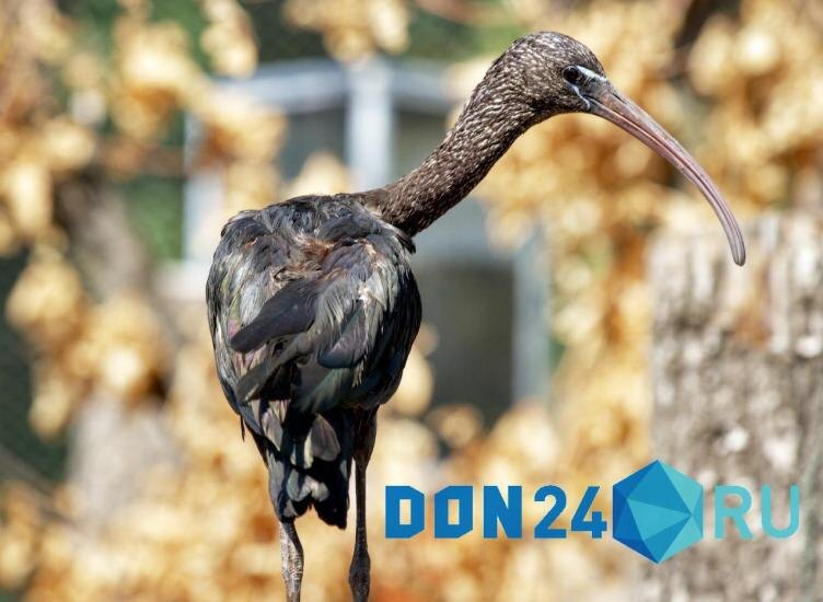 Фото: Никита Юдин / don24.ru / АО «Дон-медиа»