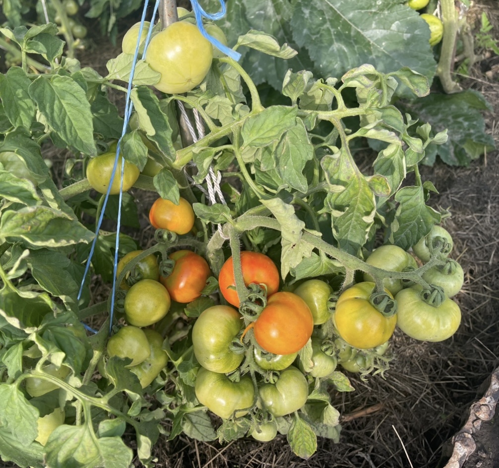 Чем подкормить томаты в июле. Когда кормить. В каких пропорциях. Под корень или по листу. Схема подкормок томатов на июль.  Июль главный месяц в выращивании томатов, для получения плодов.-2