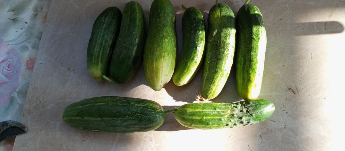 С дачи урожай