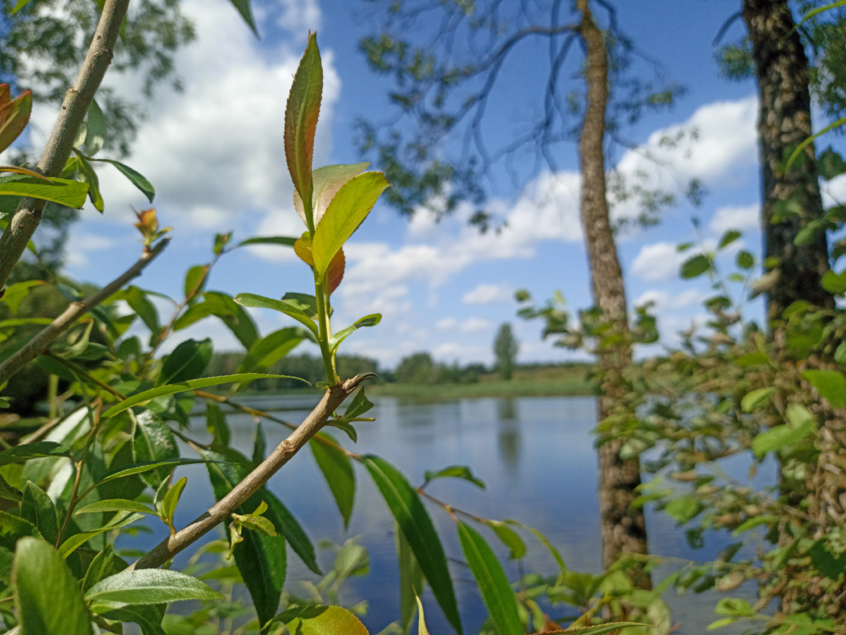 Летний пейзаж