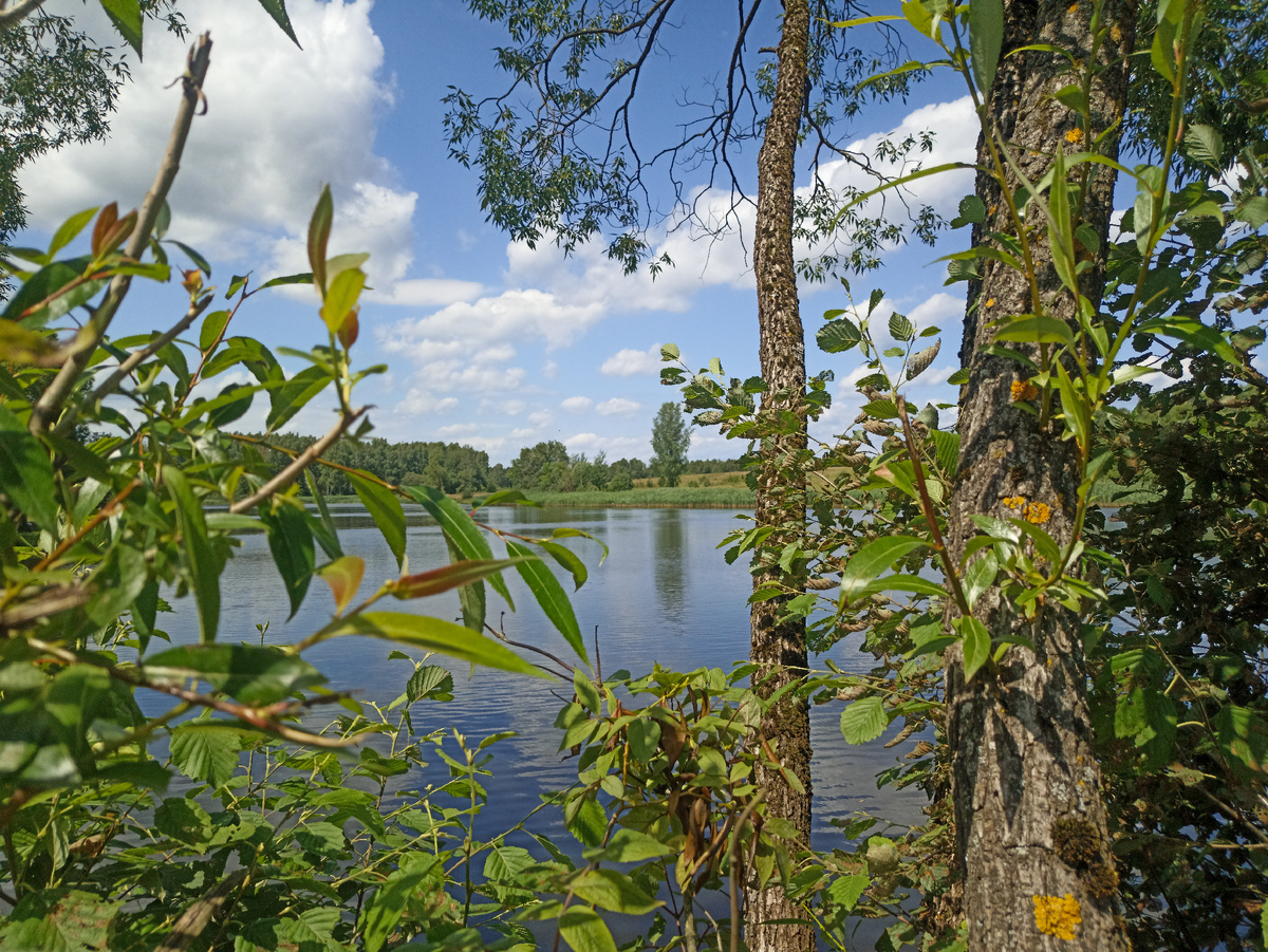 Летний пейзаж