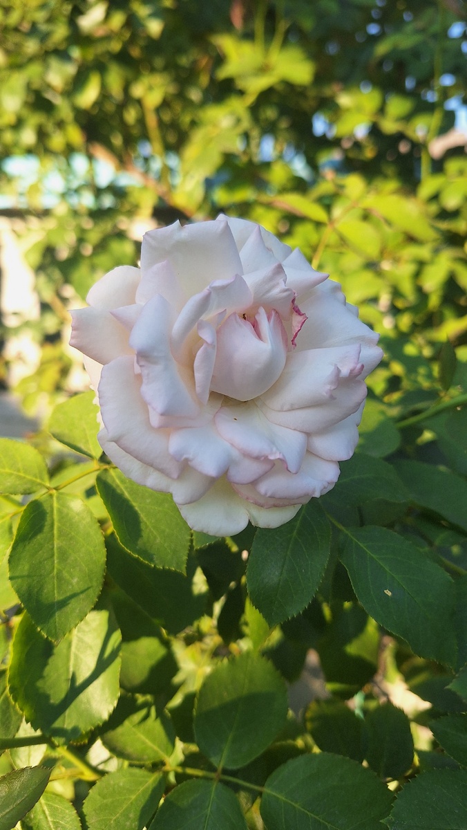 Пале Рояль. Трипсы уже не так сильно вредят цветам. Фото автора