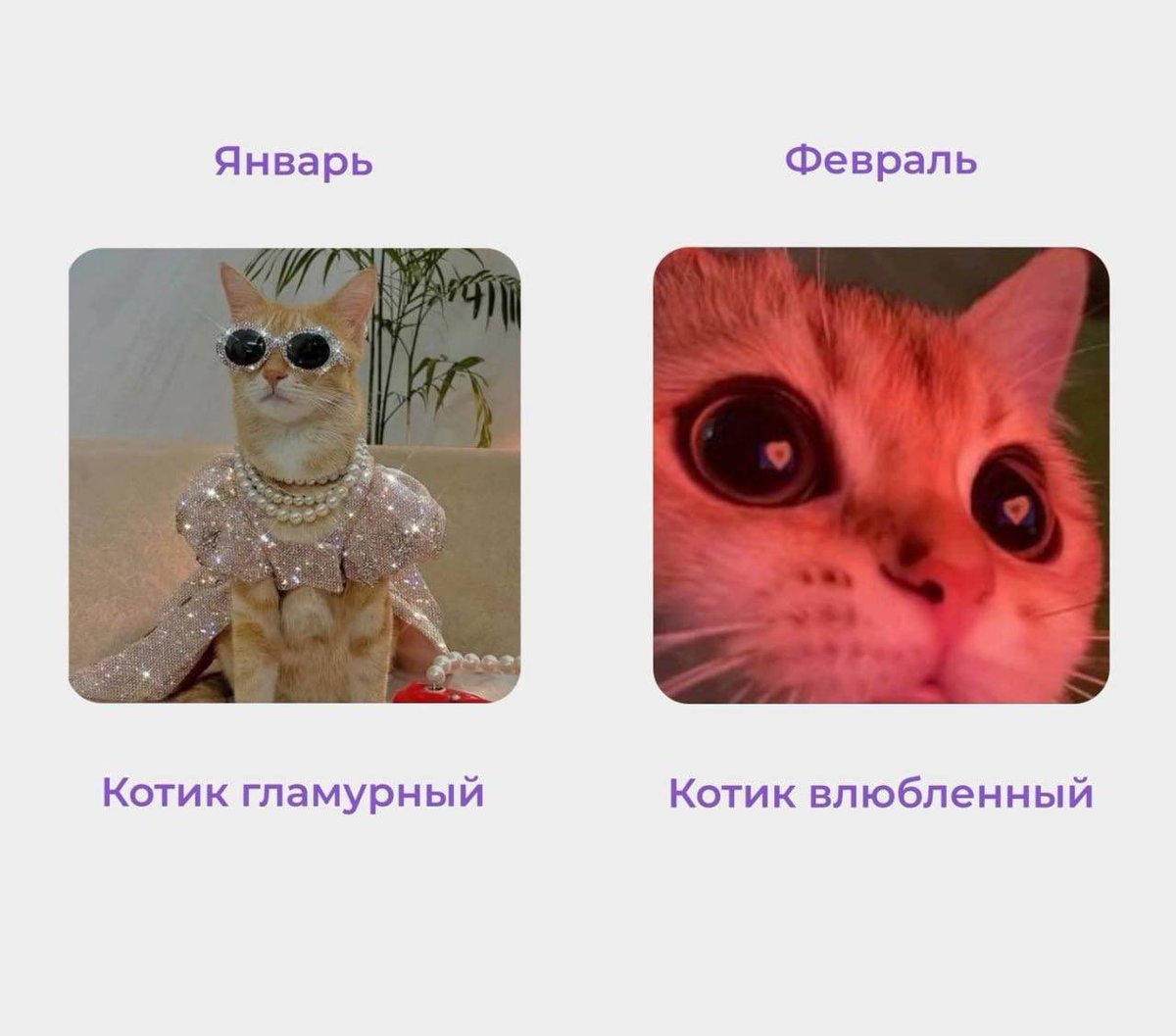 Коты январь и февраль