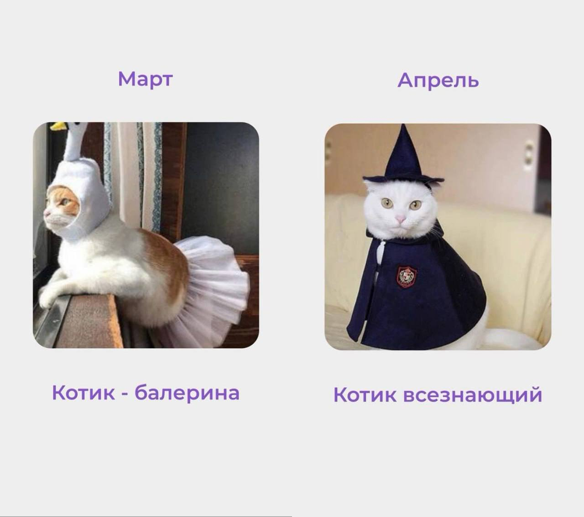 Коты март и апрель