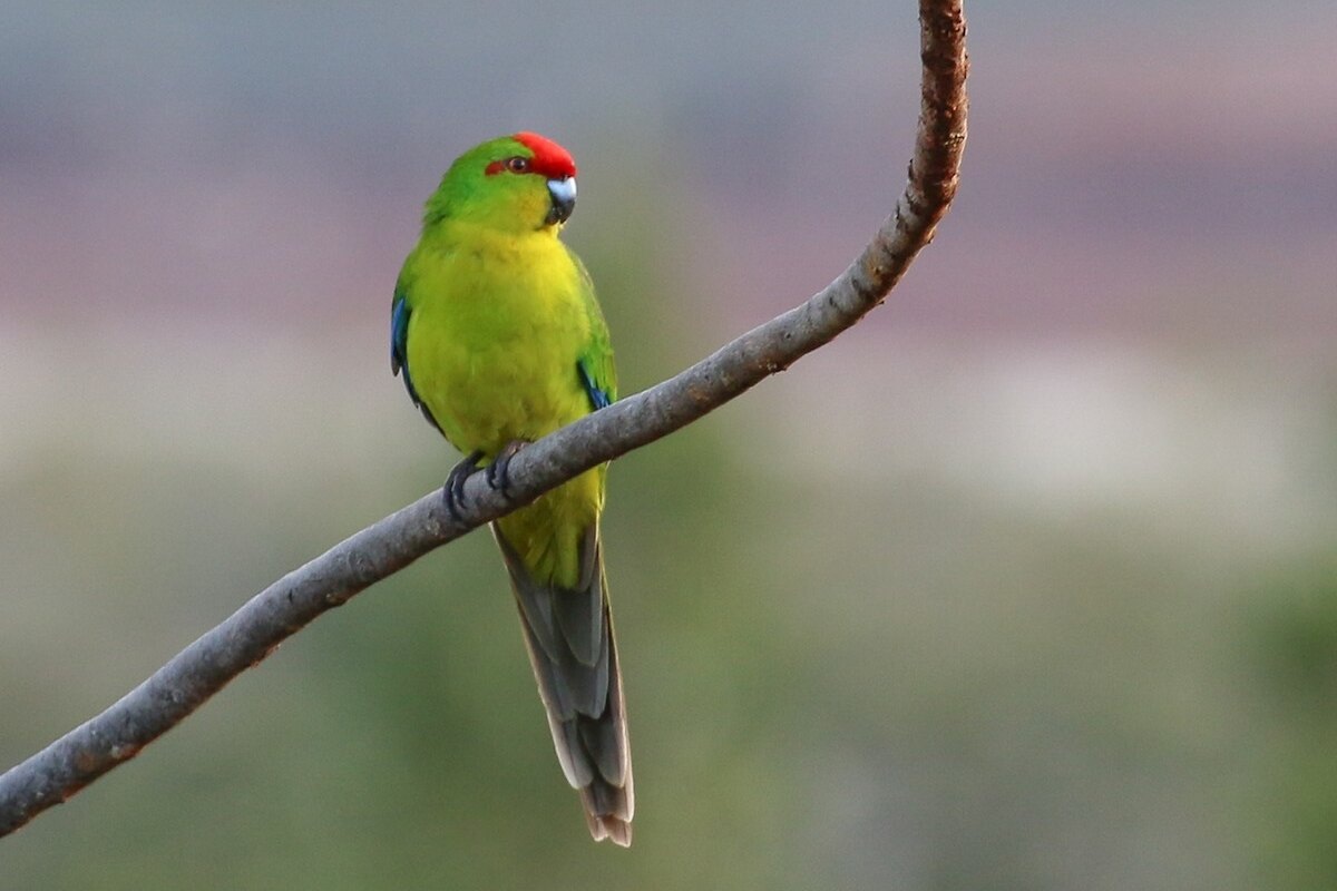     Природное лекарство: как австралийские попугаи сами изготавливают «мазь» против паразитов