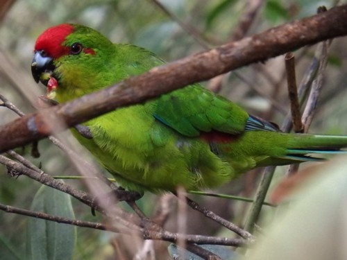    iNaturalist